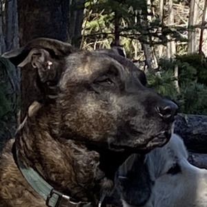 Max Avatar