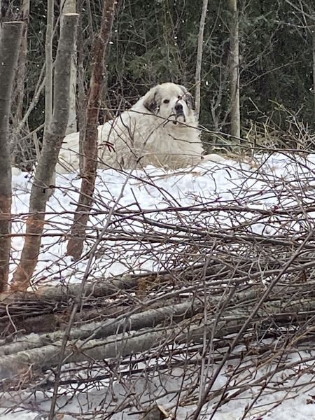 Sam laying in the snow