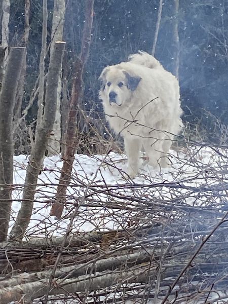 Sam laying in the snow